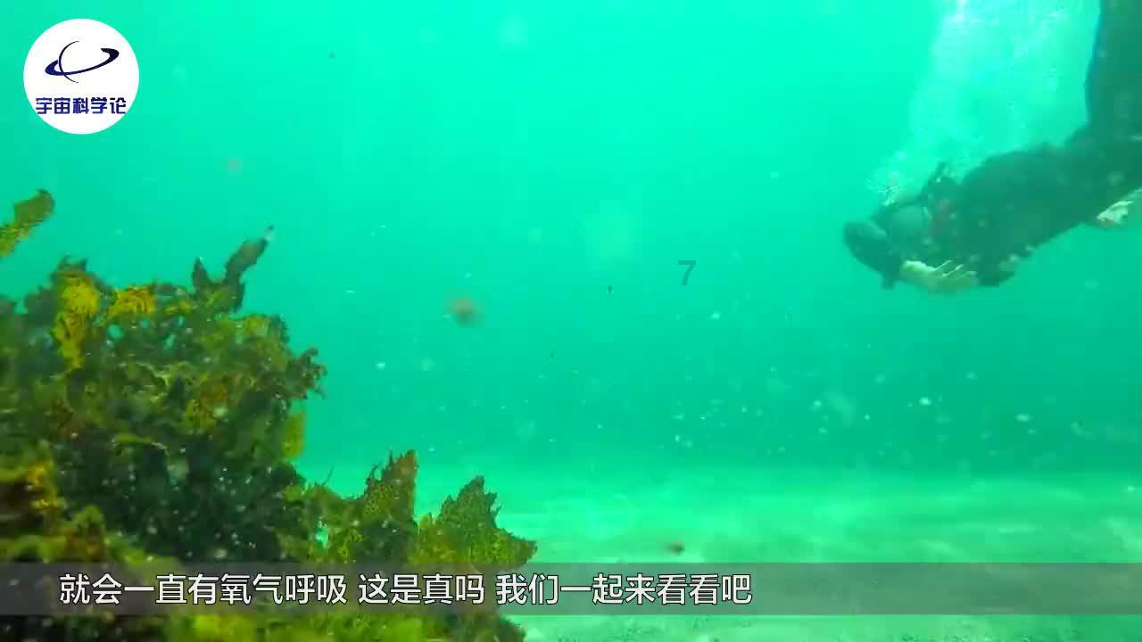 狗狗物品记忆卡